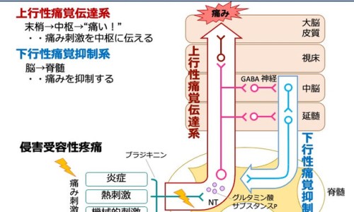 孕妇总胆汁酸高的原因和危害有哪些-孕妇胆汁酸和总胆汁酸有什么区别网- 怀孕期间总胆汁酸偏高知识,分享孕妇总胆汁酸在升高怎么办